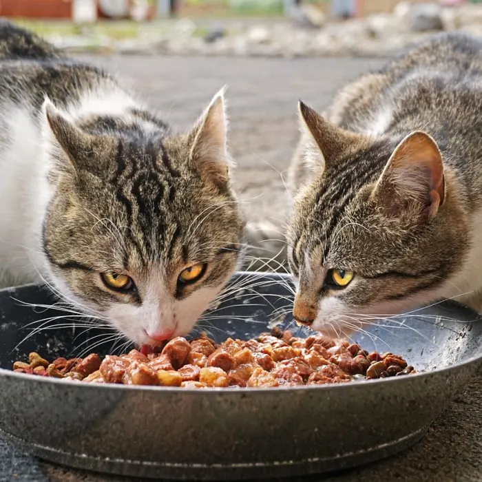 Yetişkin Kedi Maması 2 kg