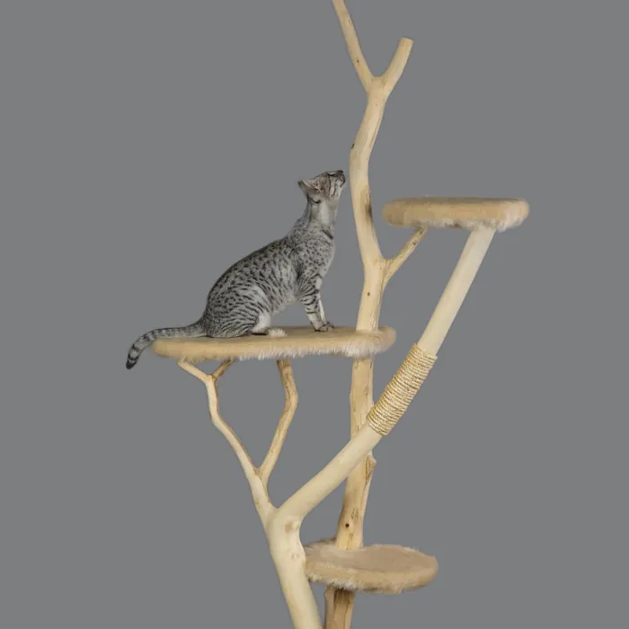 Kedi Tırmalama Tahtası