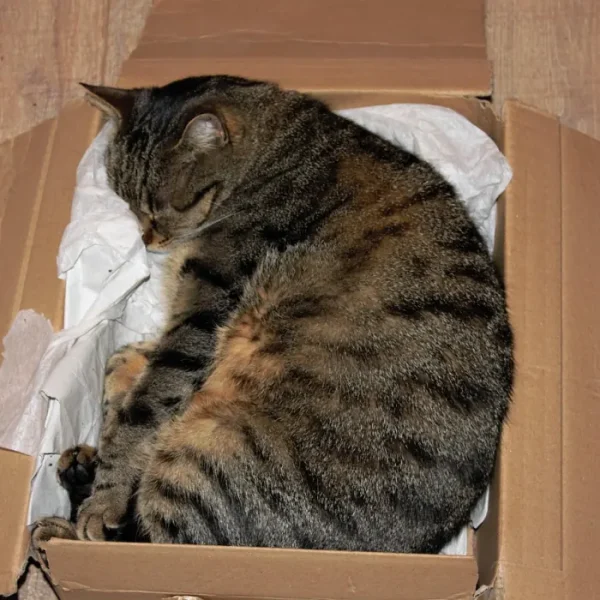 Kedi Kumu 10 L